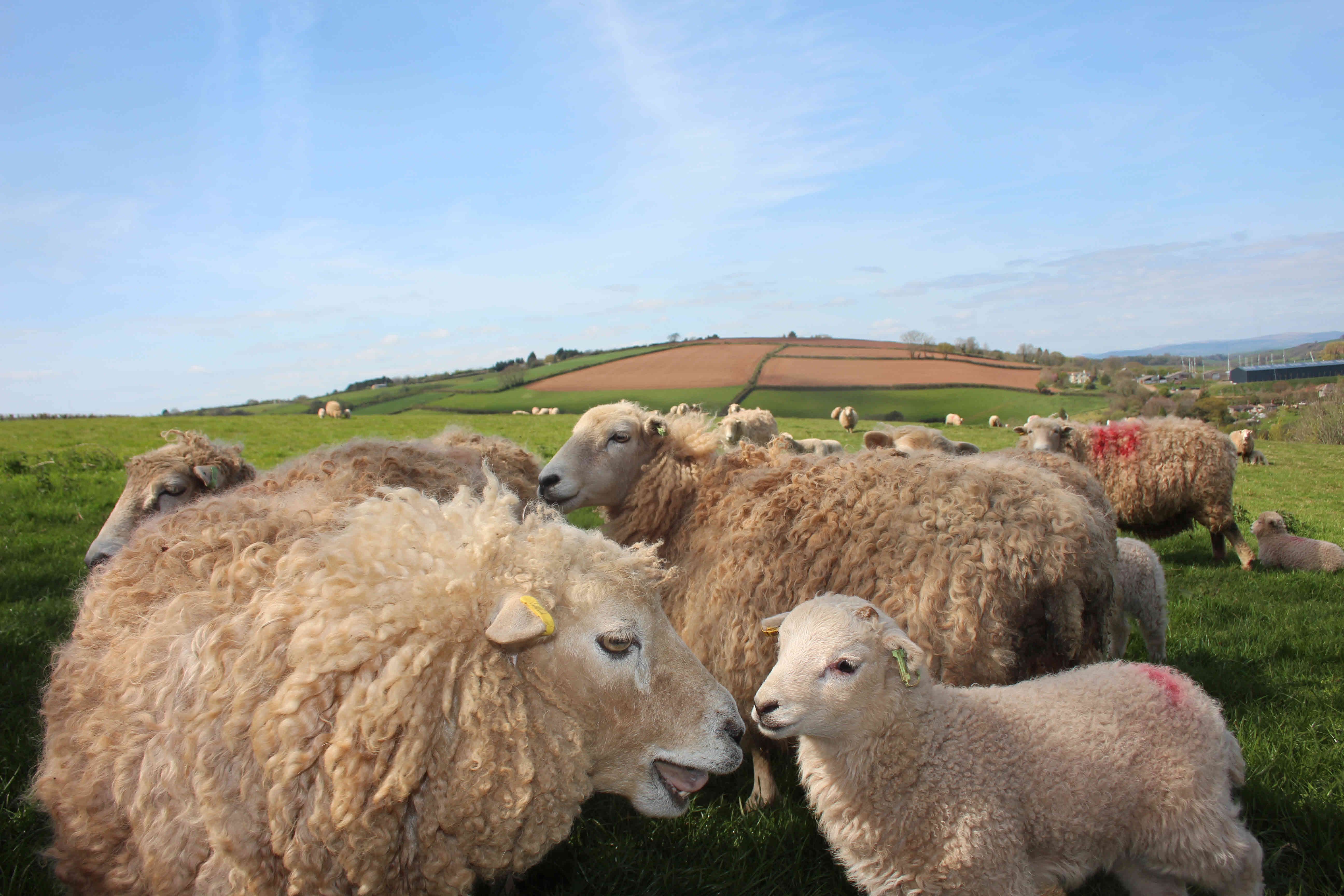 Baa