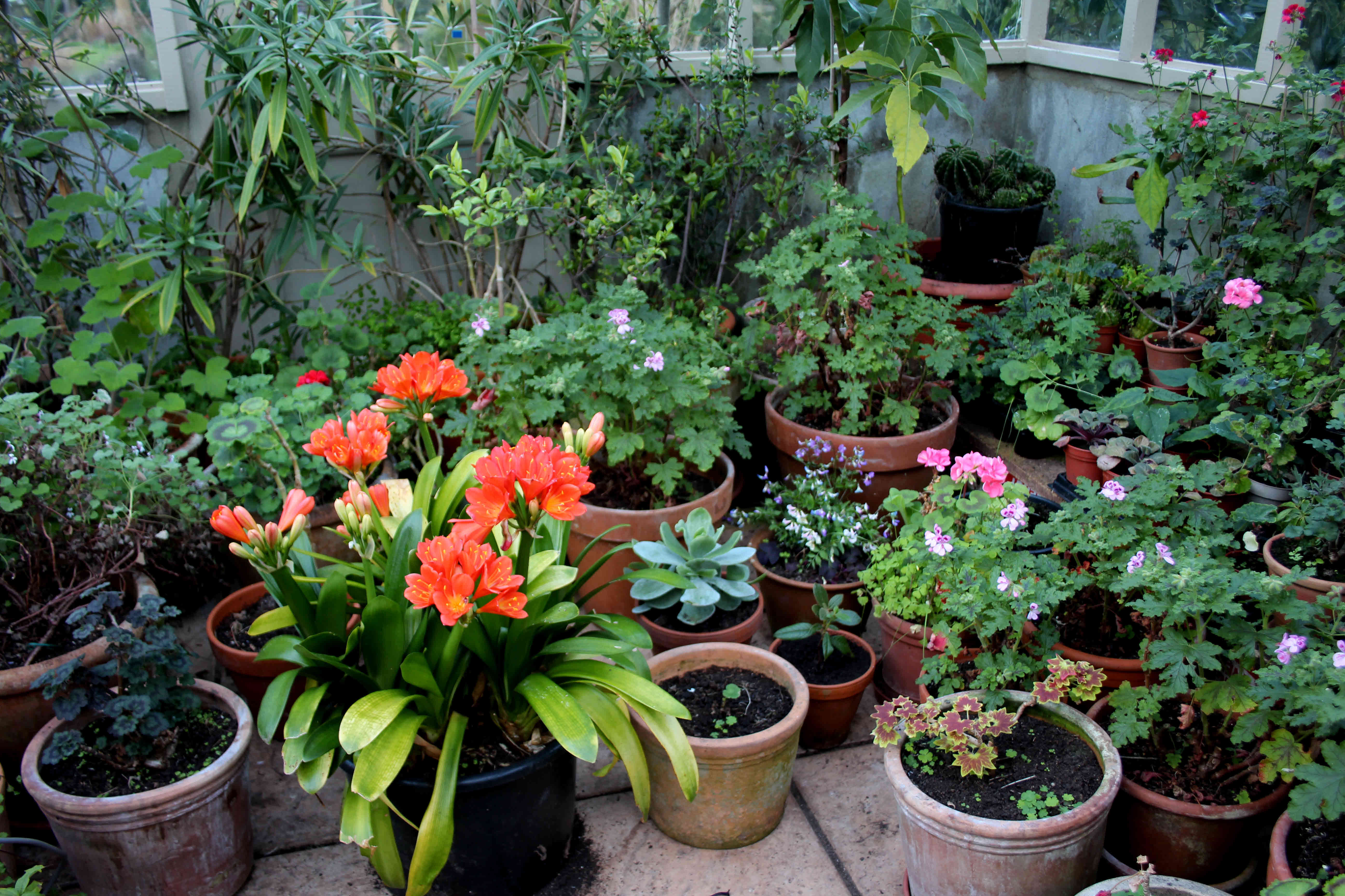 greenhouse