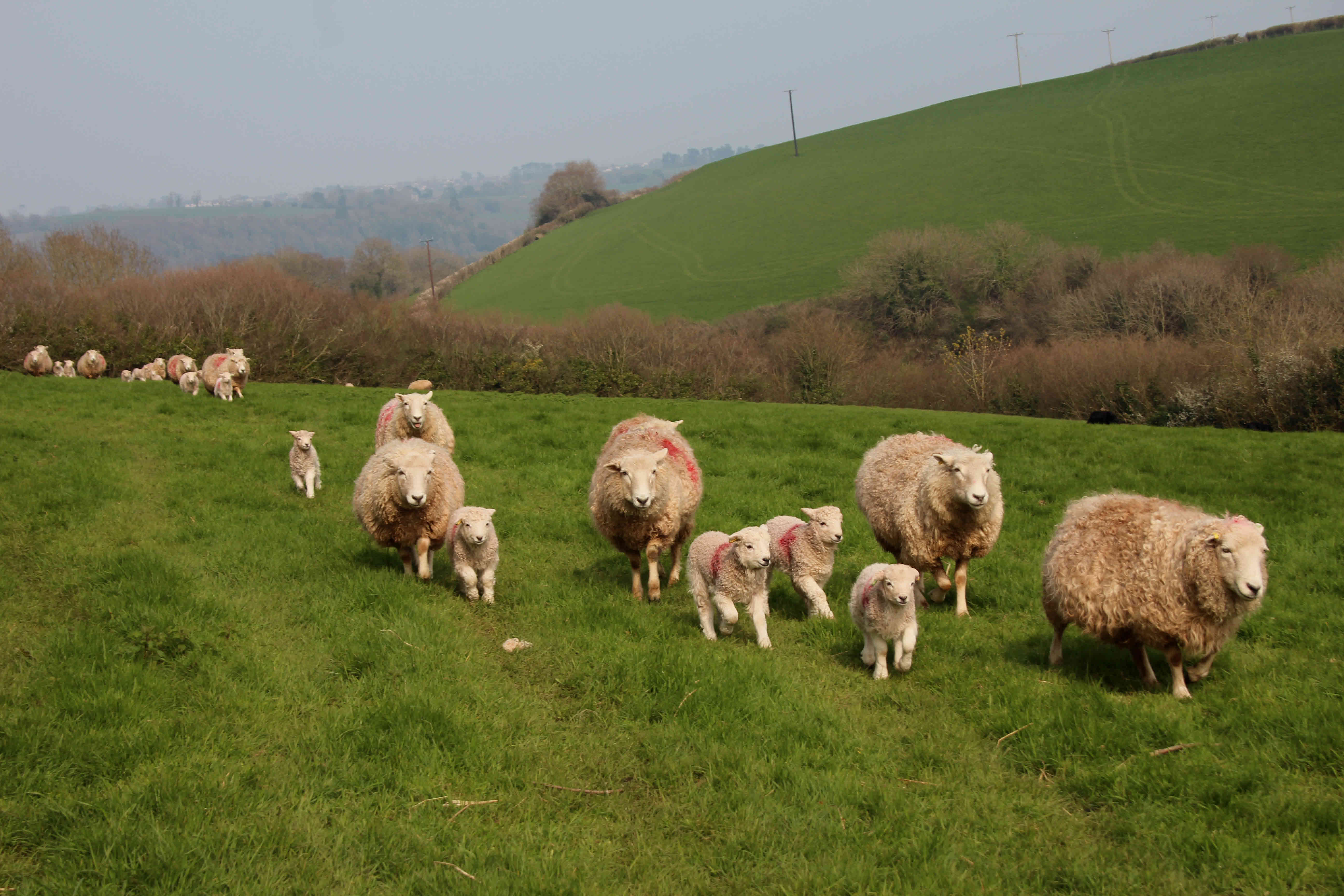 pastures new
