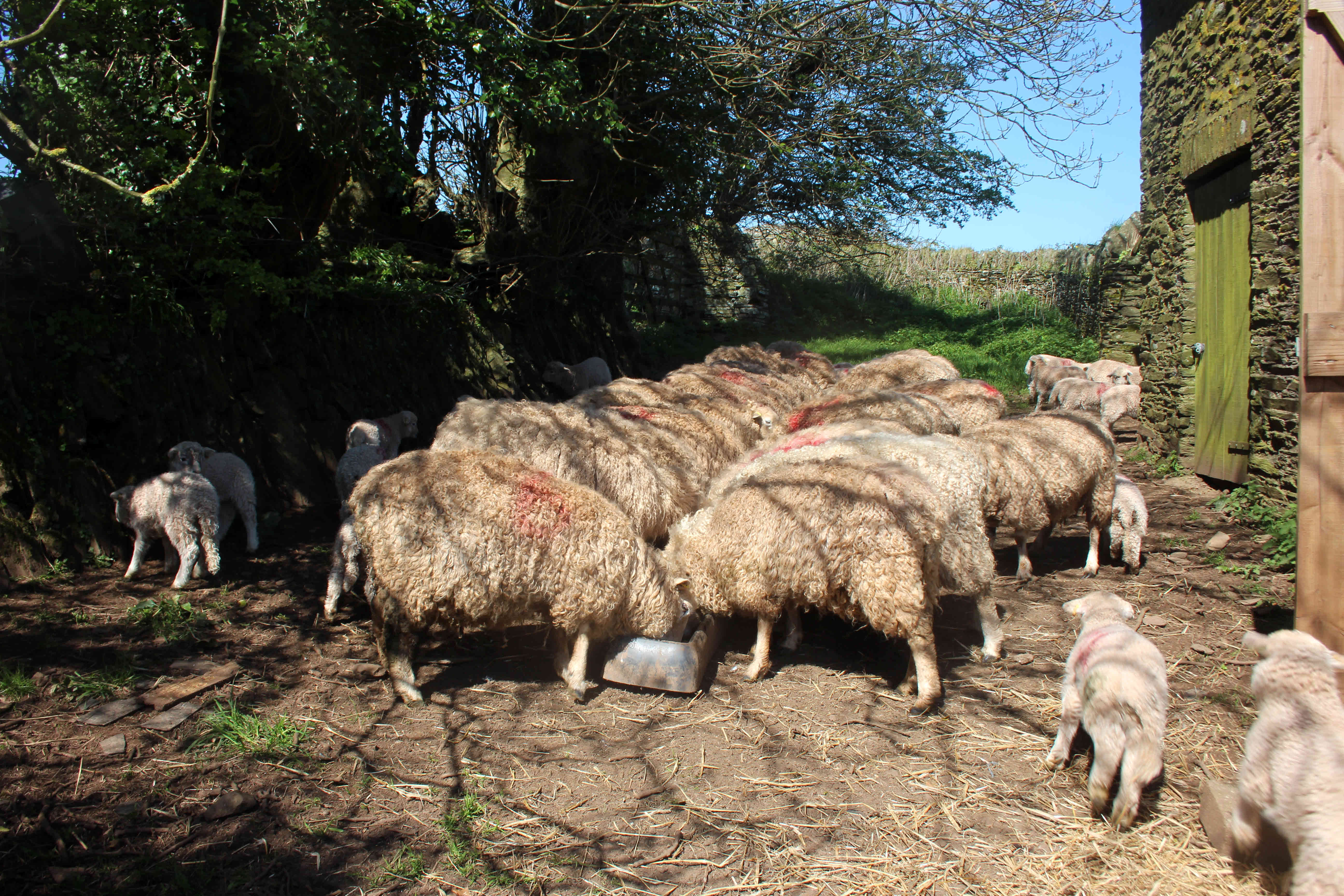 sheep feeding