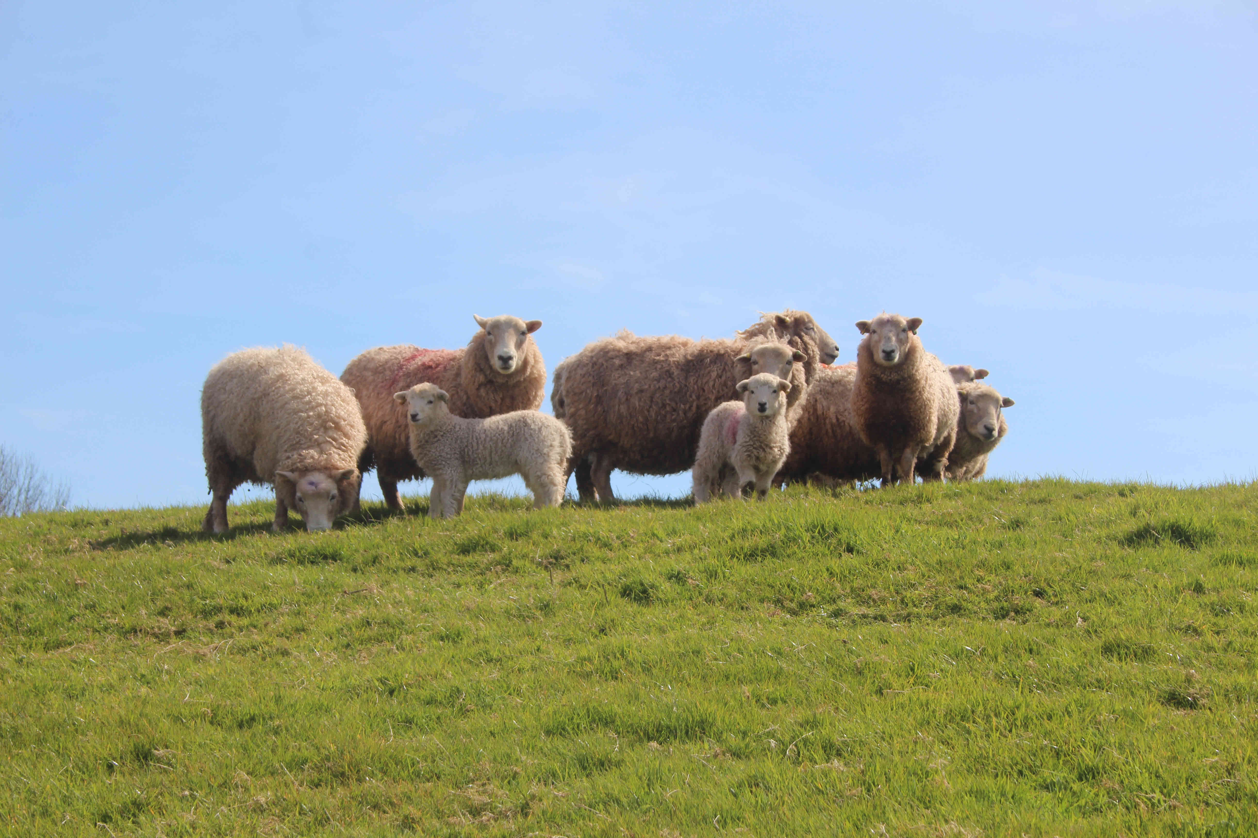sheep sky