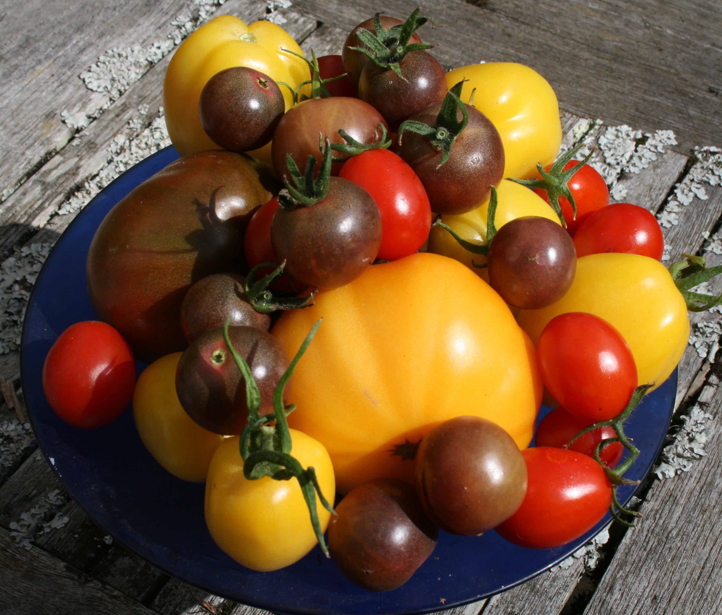 tomatoes