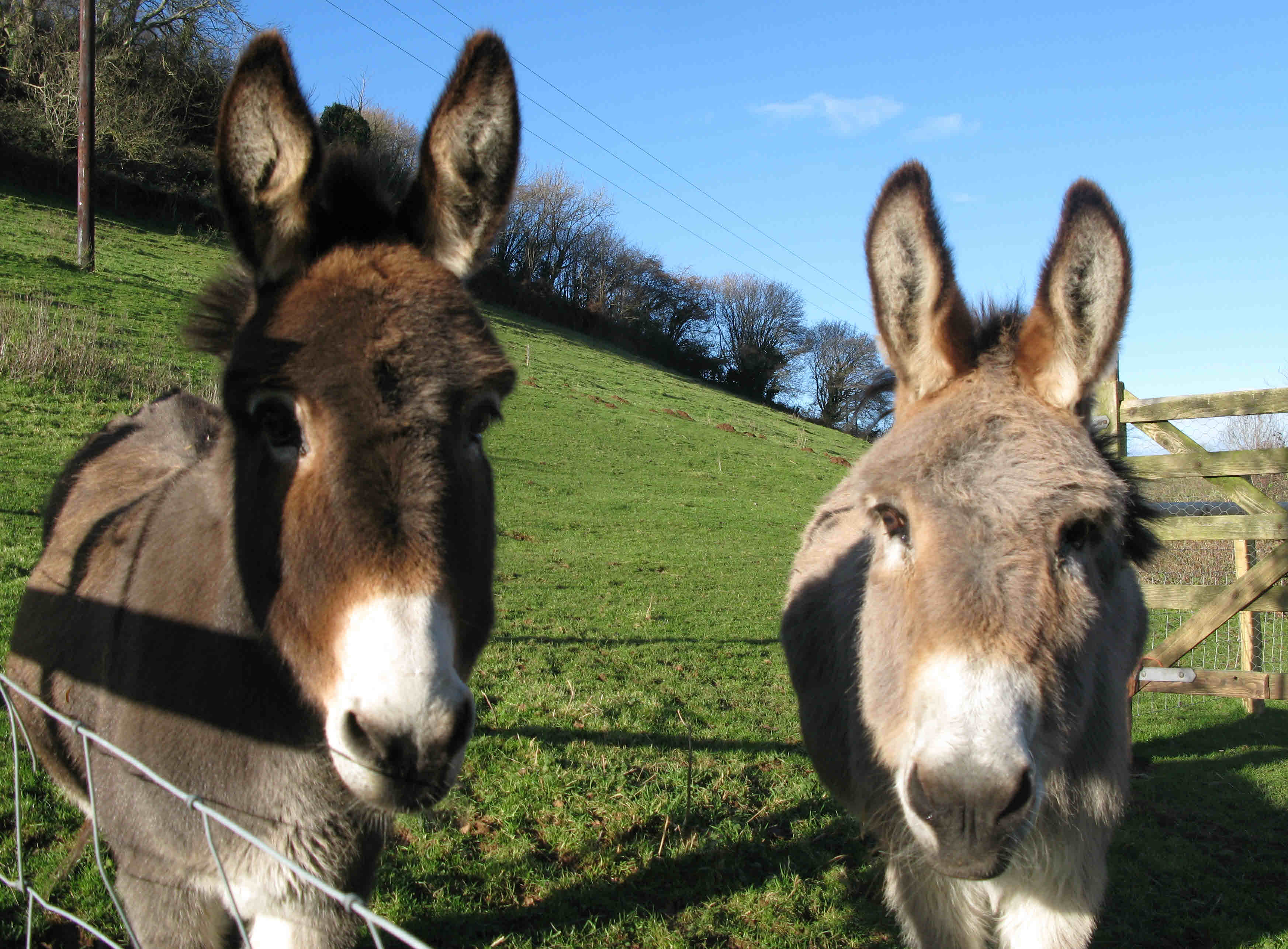 close up donks