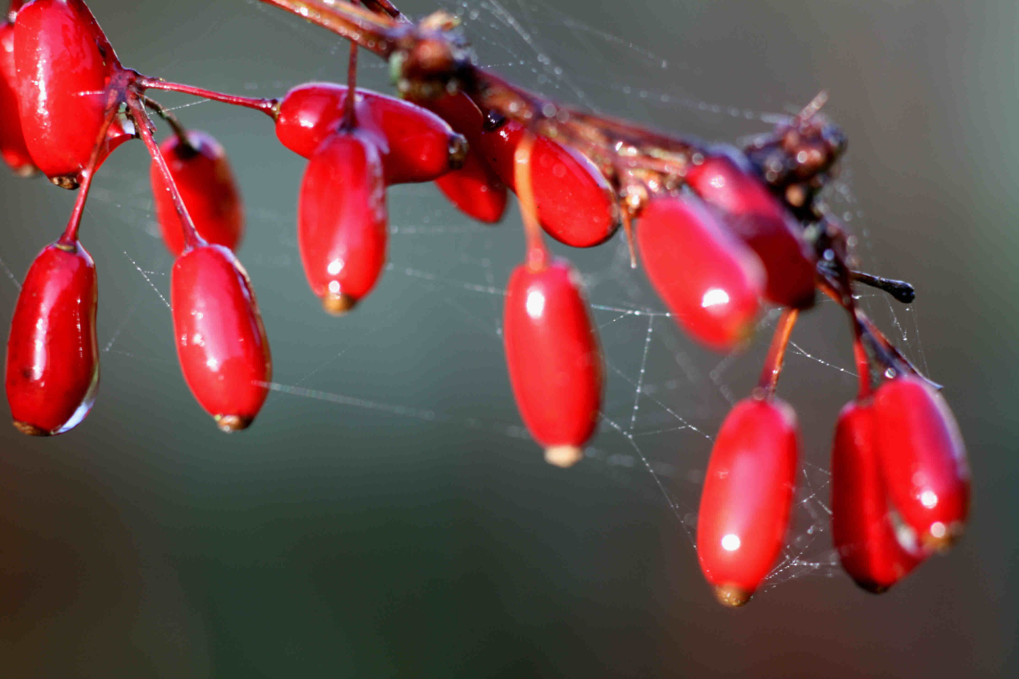 rosehips