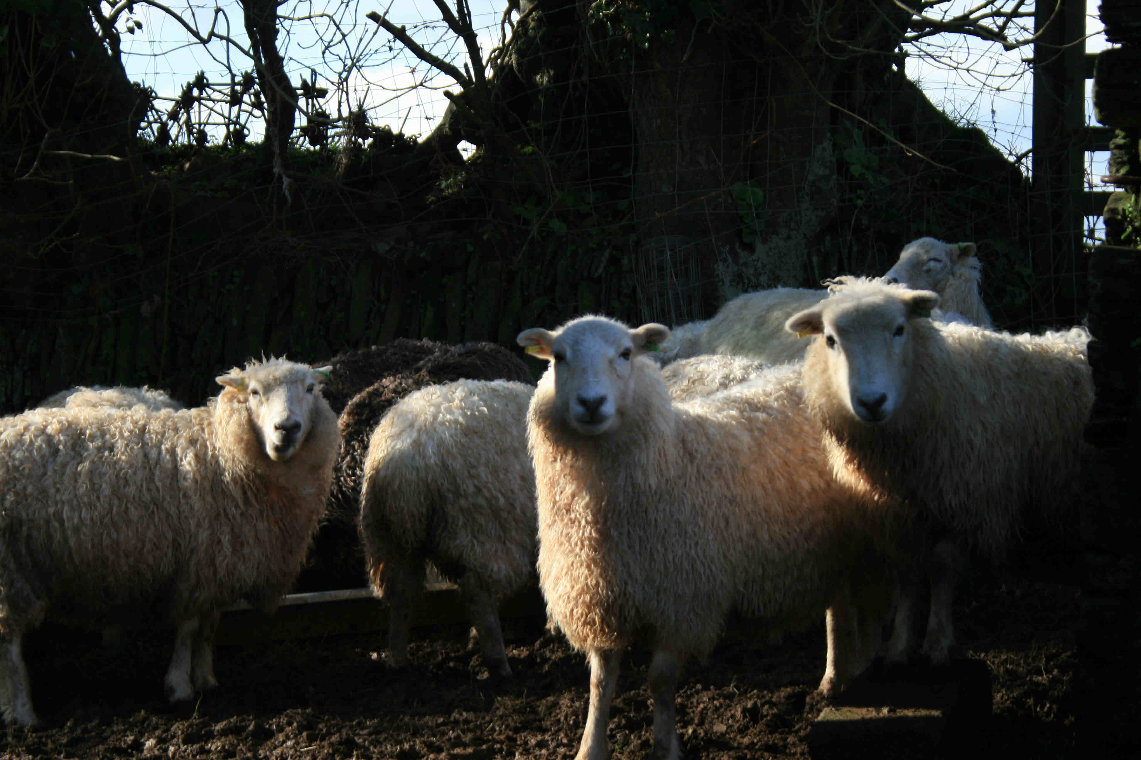 sheep at dawn