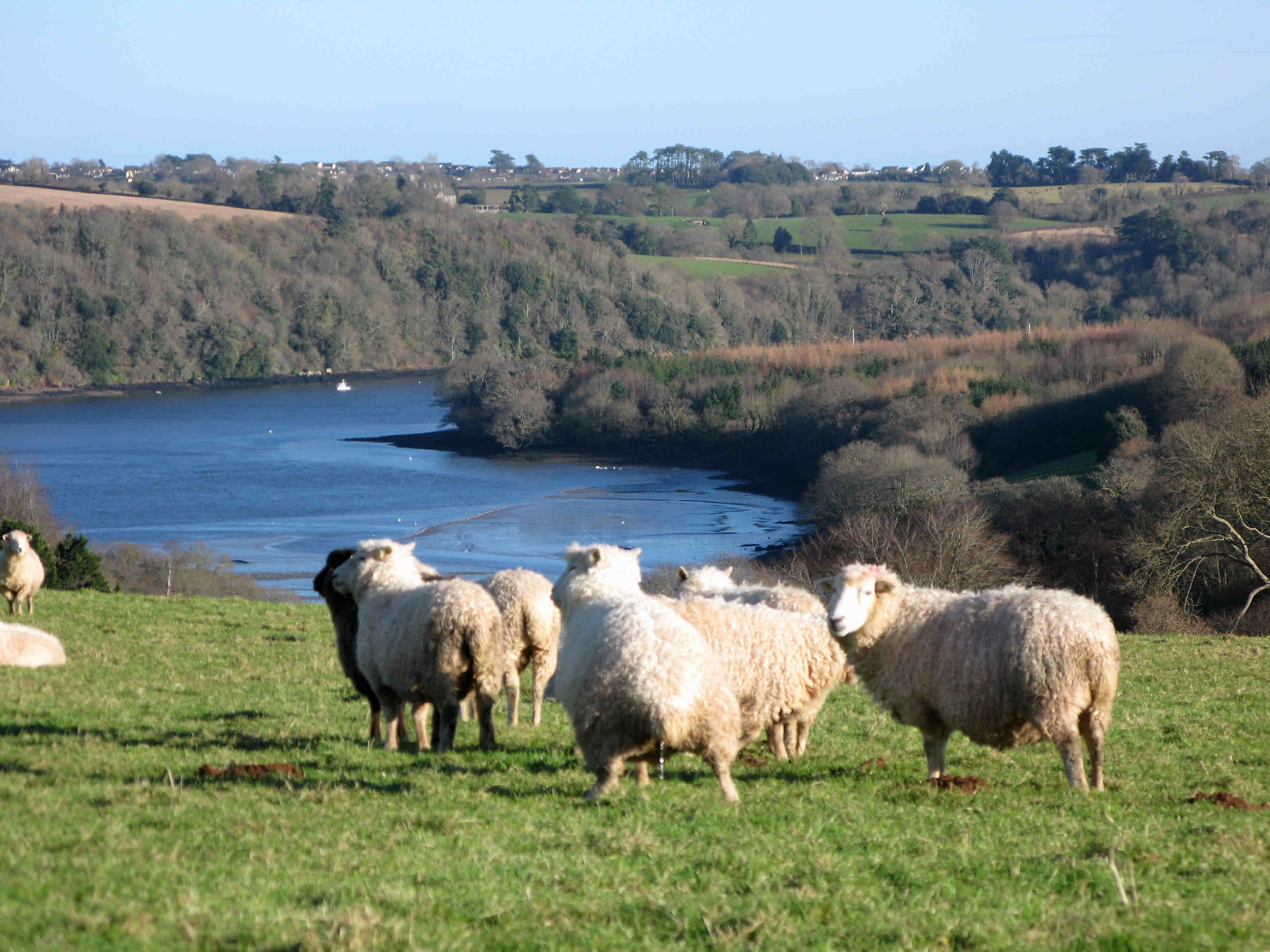 sheep river 2