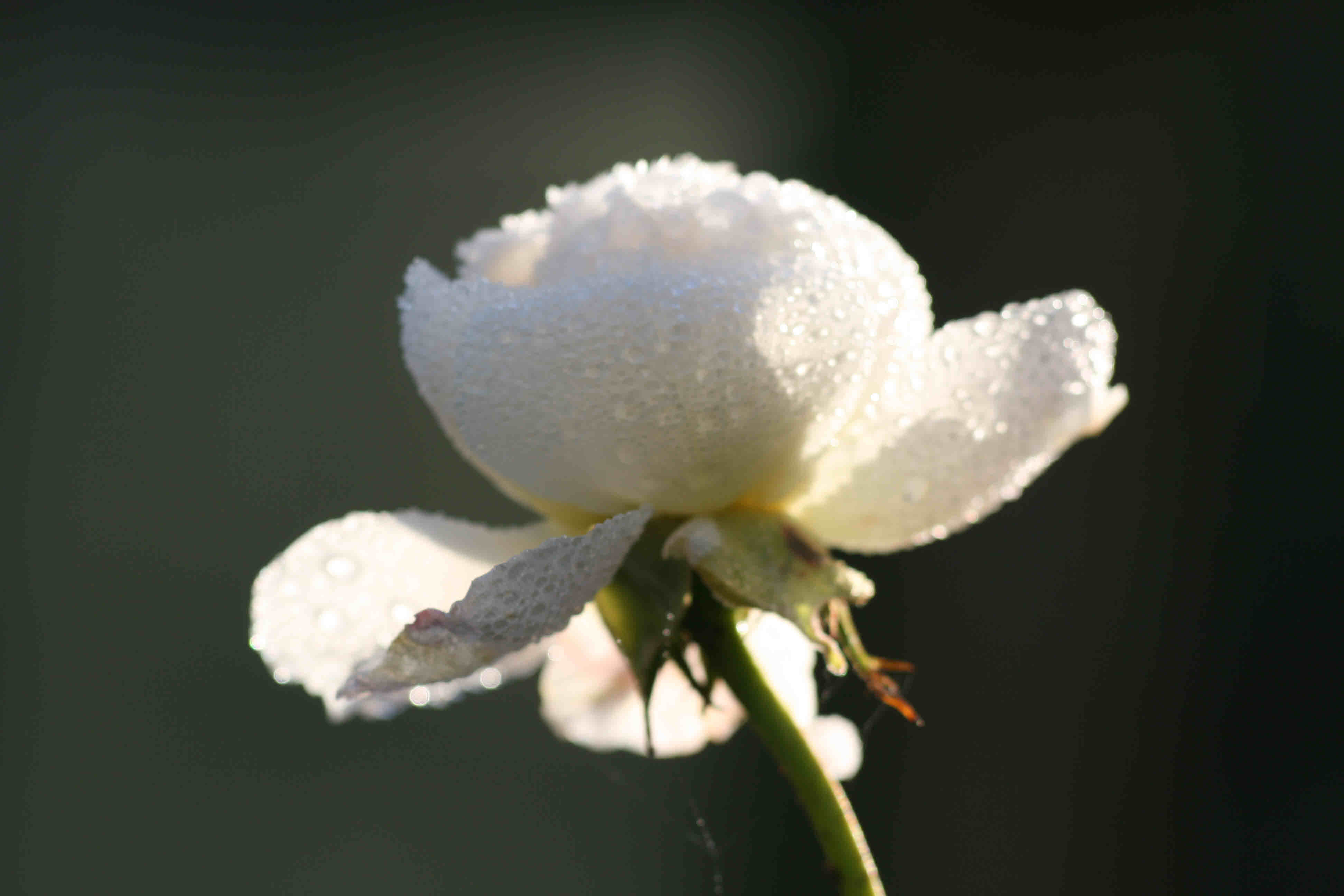 winter rose