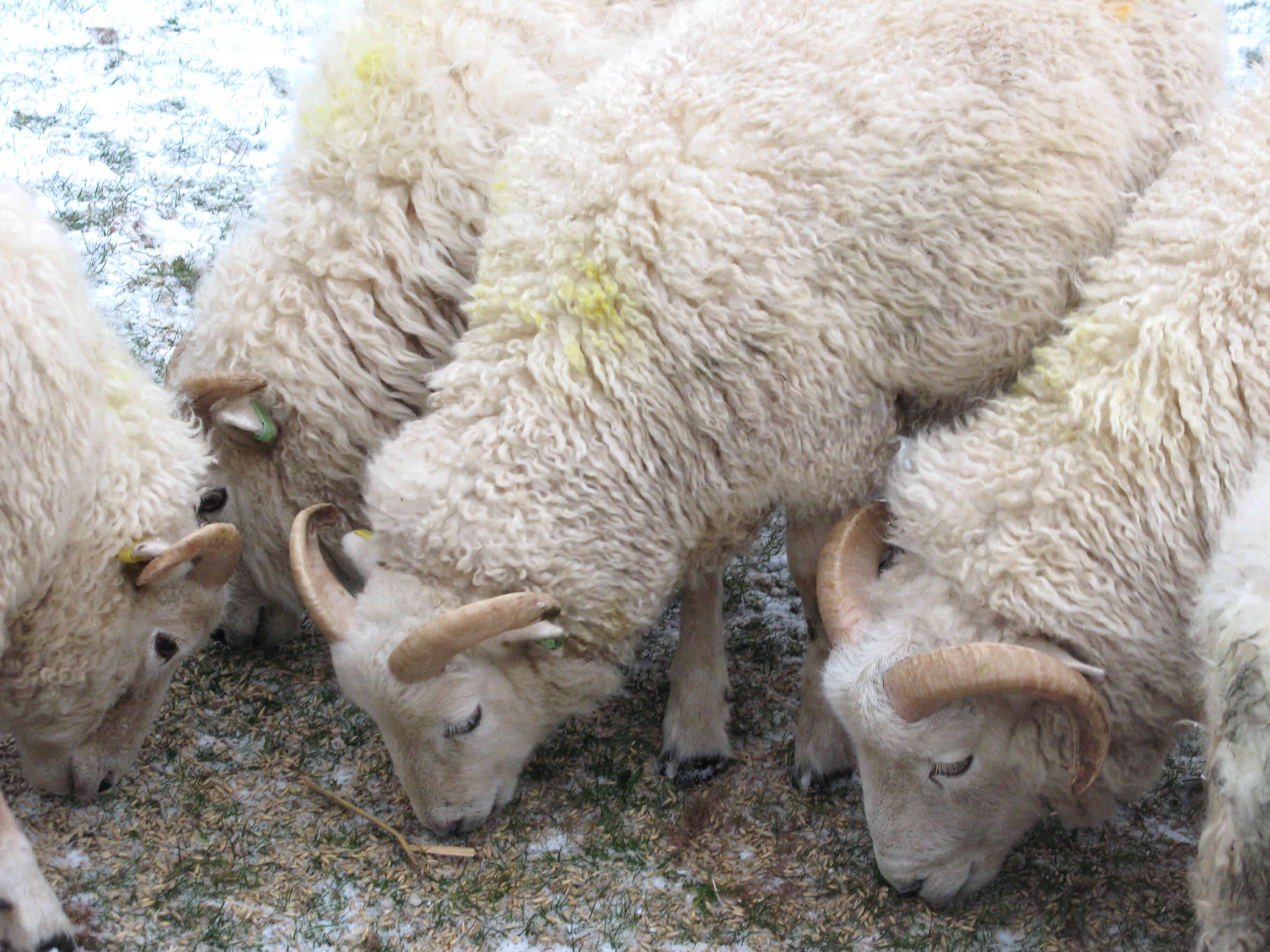 rams