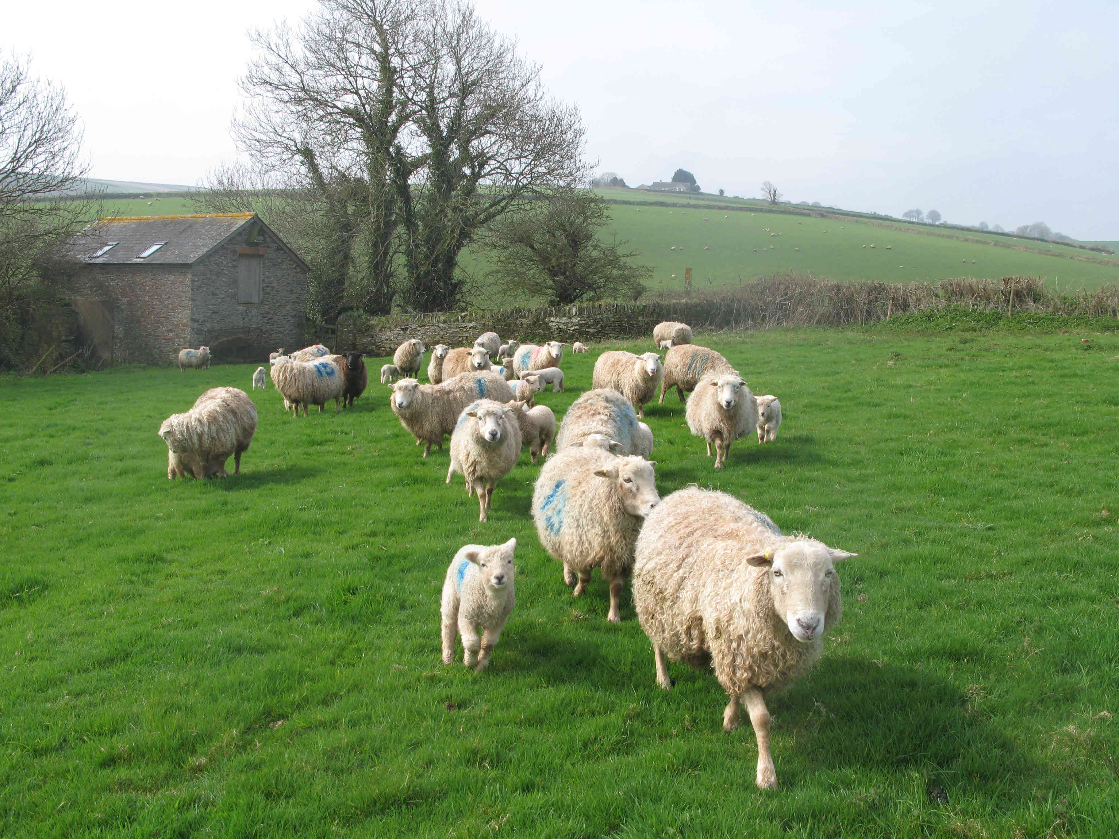 lambs & ewes