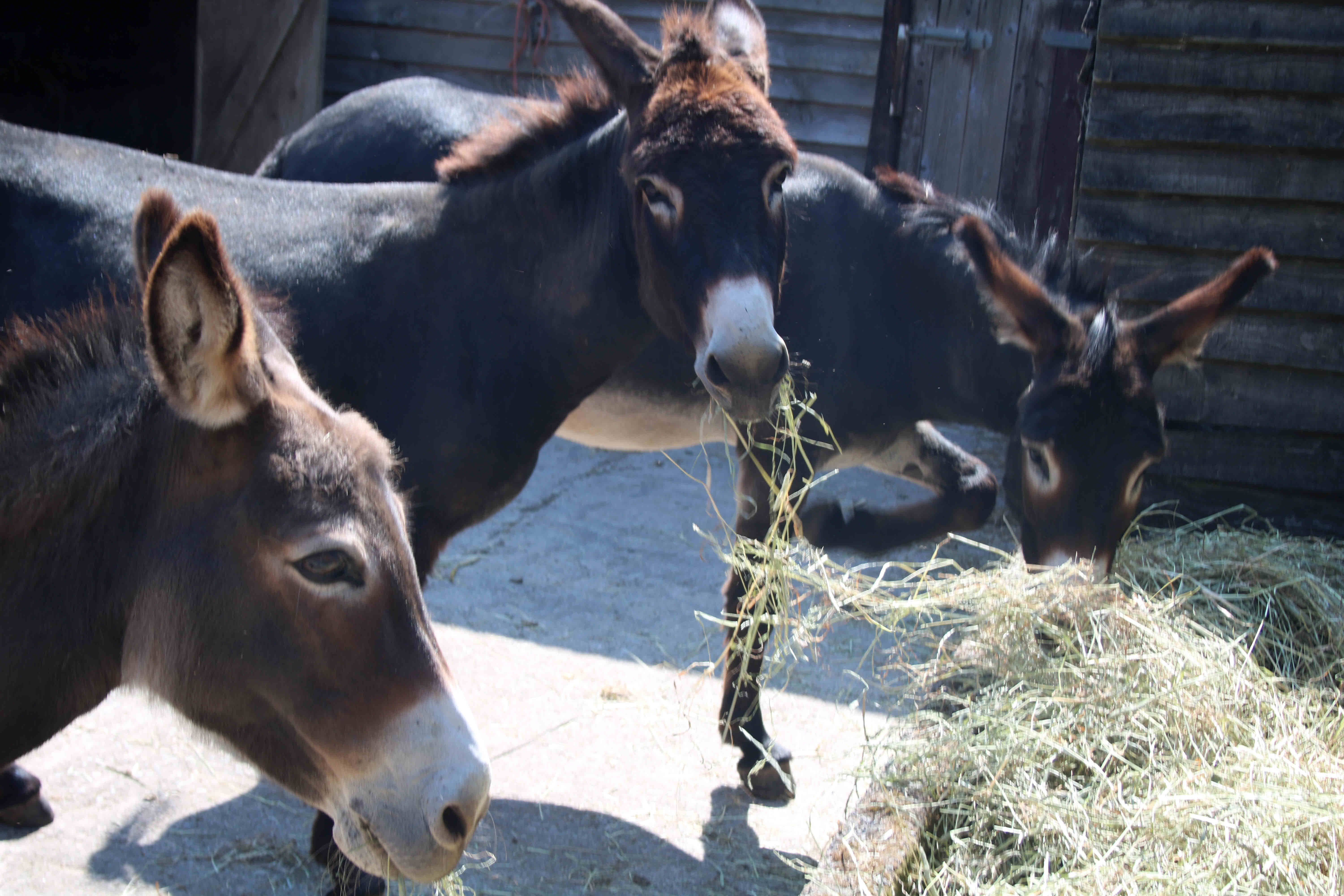 Donkeys eat Hay