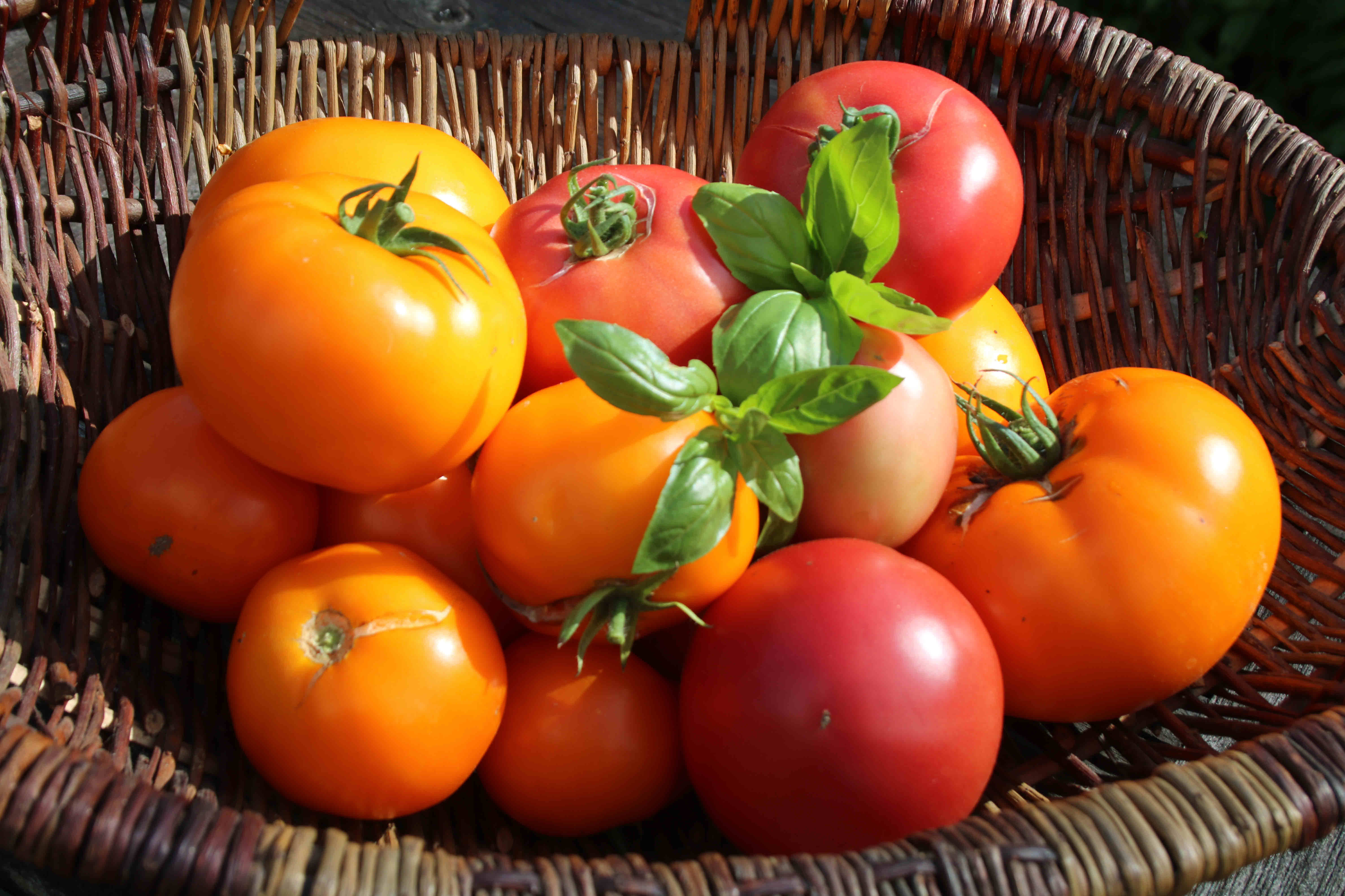 Toms in basket